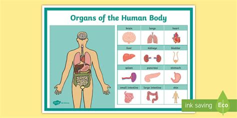 Right And Left Side Human Body Organs Science Display Poster