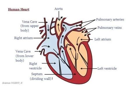 This backbone network diagram sample is created using conceptdraw diagram diagramming and vector drawing software enhanced with computer & networks solution from conceptdraw solution park. Easy diagram of heart