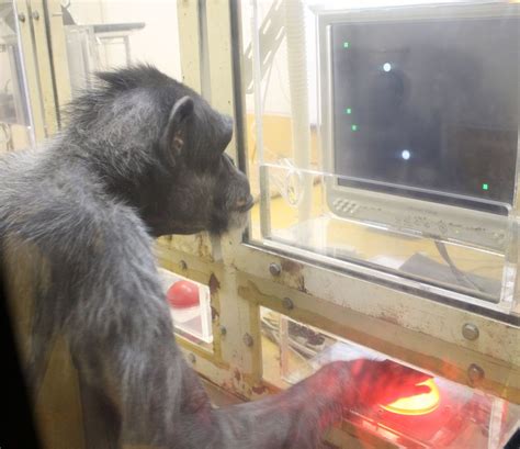 Amazing Chimps Play Video Games And Grasp Whos Who Live Science
