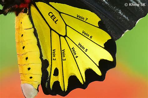 Butterflies Of Singapore Butterfly Anatomy Part 2