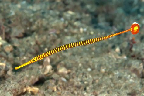 Pipefish A Complete Care Guide For This Species