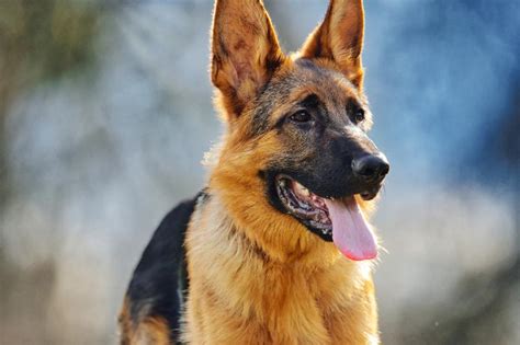Female German Shepherd Facts Amazing Things You Never Knew