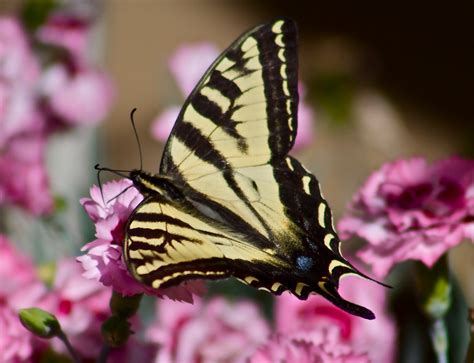 Western Tiger Swallowtail Papilio Rutulus Jerry McFarland Flickr