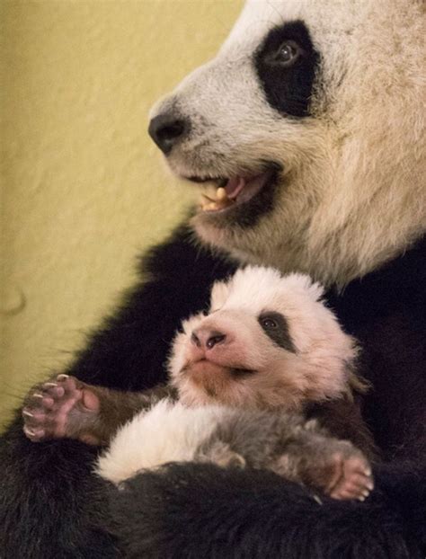 This Little Panda Bear Is The Blast So What To Look Funny Funny
