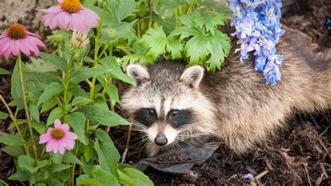 Raccoon Feces Toxicity Dangers And Diseases Control And