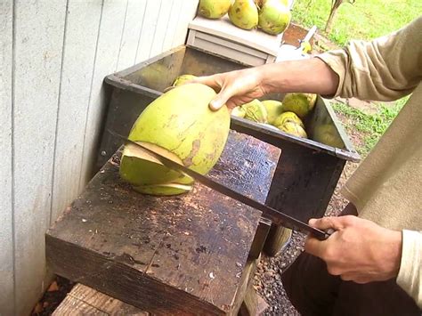 This one is young enough, so continue to slice thinly until you have an opening. how to cut open a young hawaiian coconut to drink the BEST ...