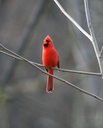 West Virginia State Bird Northern Cardinal An Album On Flickr