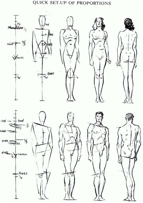 Proportions Figure Drawing Archives How To Draw Step By Step Drawing Tutorials