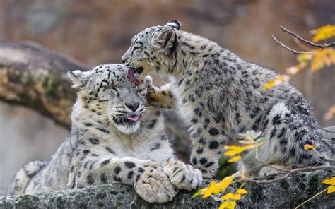 Download Wallpaper 3840x2400 Snow Leopards Predators Big Cat Kitten