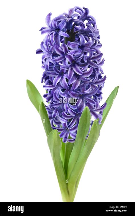Blue Hyacinth Flower Isolated On White Background Stock Photo Alamy