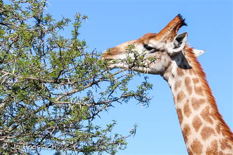 Giraffes Eating Acacia Leaves