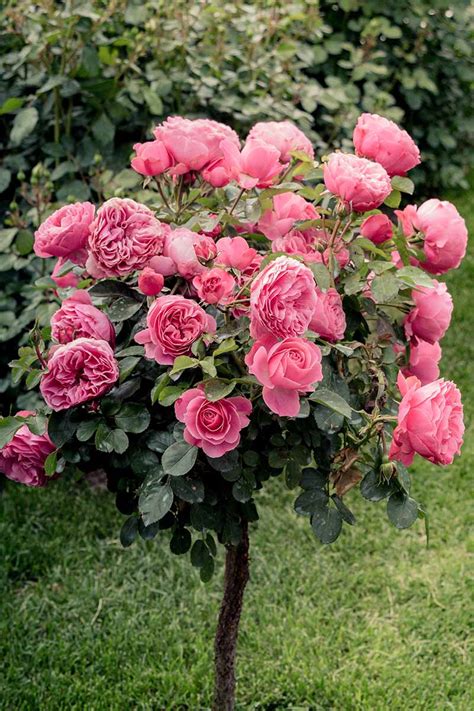 36 Interesting Ideas Enhance Your Garden With Stunning Woody Roses A