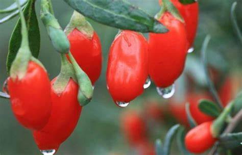 Кто похудел ягоды годжи Дереза обыкновенная (ягоды годжи): посадка и уход в условиях Подмосковья Дереза обыкновенная (ягоды годжи): посадка и уход в условиях Подмосковья Кто похудел ягоды годжи