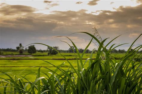 Seasons Of Rice Planting And Green Fields In Evening Sunlight Stock