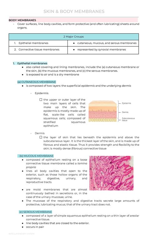 Integumentary System Skin And Body Membranes Body Membranes Cover