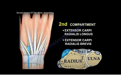 Anatomy of the Dorsal aspect of the Wrist ...