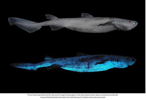 April Elasmobranch Of The Month Kitefin Shark