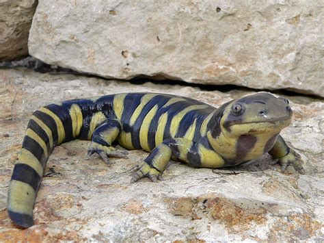 P Barred Tiger Salamander Ambystoma Mavortium Cha Flickr