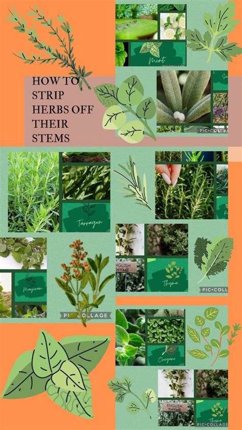 How To Strip Herbs Off Their Stems Plant Leaves Herbs Plants