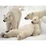 Polar Bear Family HD Wallpaper 18248  Baltana