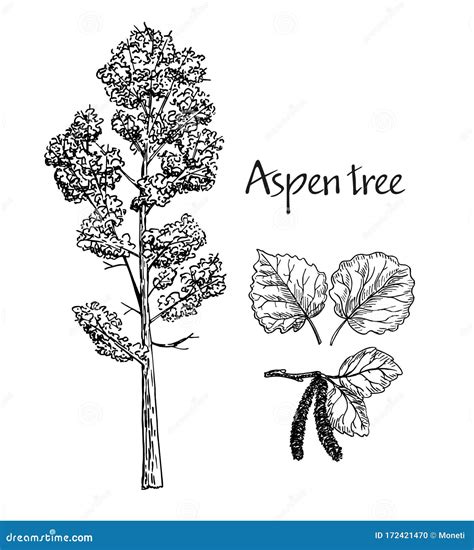 Aspen Hand Drawn Sketch Vector Sketch Of Deciduous Tree Leaves Of