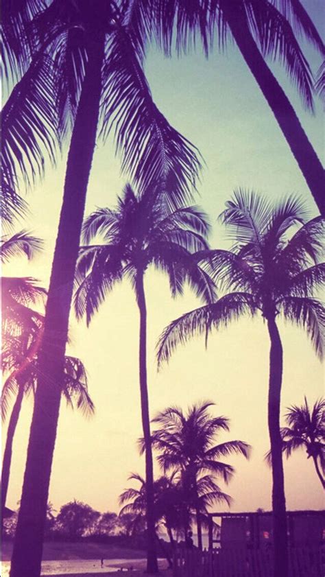 39 Beautiful Palm Trees Iphone Wallpapers