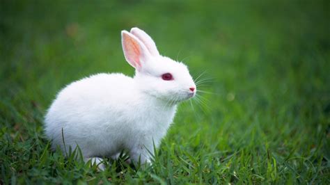 Cute White Rabbit Wallpaper 1366x768 12621