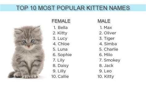 If you thought bella, fluffy and coco were the only top choices for cat owners, you were wrong! 2012's most popular kitten names: Bella, Max and ... Kitty