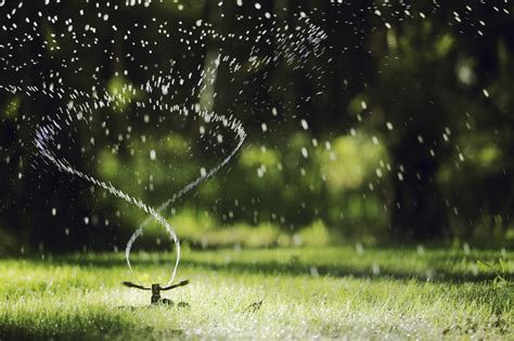 Don't water in the evening when soil is warm and wet foliage can attract insects, fungus and disease. 10 Ways You Can Save Water In the Backyard