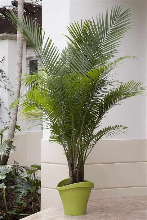 How To Take Care Of Palm Trees Unugtp News