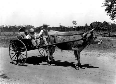Florida Children Driving An Oxcart
