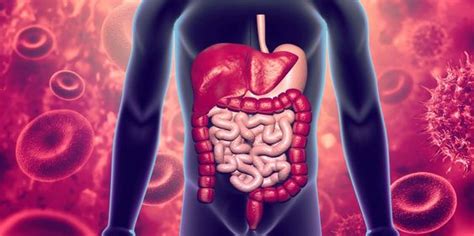 Inflammation Des Intestins Maladie De Crohn Et Rectocolite Hémorragique