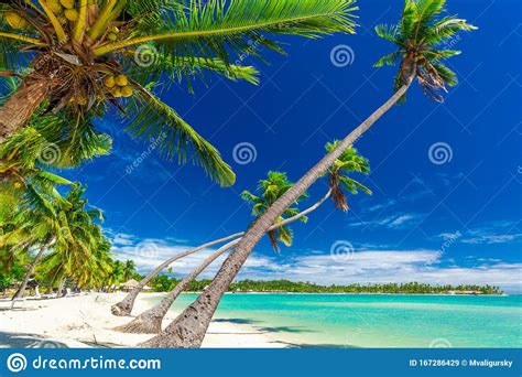 Tropical Beach With Coconut Palm Trees And Clear Lagoon Fiji Islands