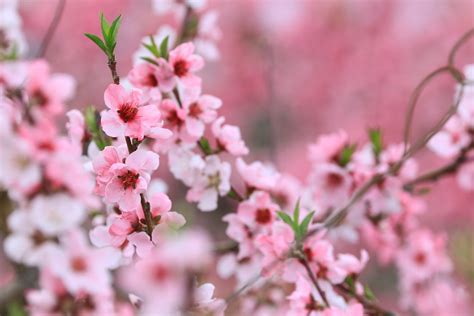 桃の花 Eiichi Kimura Flickr