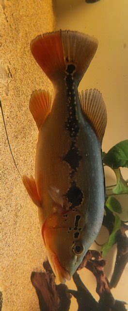 For Sale Fogo Peacock Bass 12 13 Inches 300