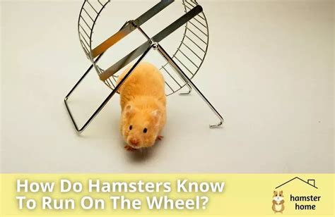 How Do Hamsters Know To Run On The Wheel Mystery Explained