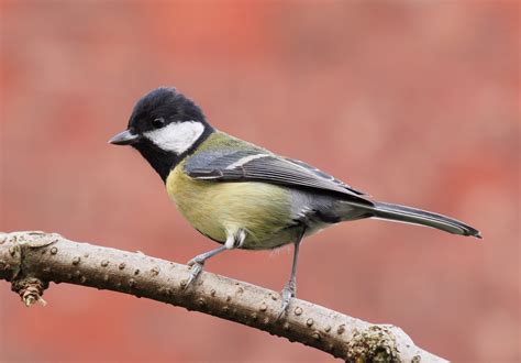 20 Most Common Irish Garden Birds Easy Identification Guide Coast