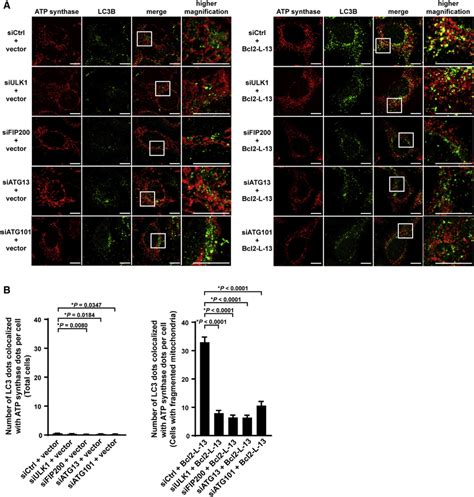 The ULK1 Complex Is Important For Bcl2 L 13 Mediated Mitophagy A And