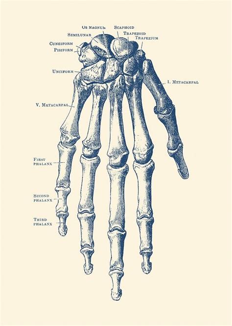 Down Facing Hand Skeletal Diagram Anatomy Print By Vintage Anatomy