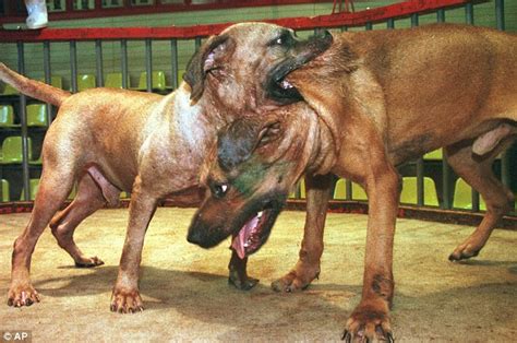 Update Dog Fighting Takes Place In Duduza African Reporter