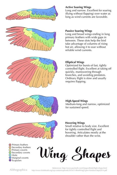 Nice Reference For Wings And What The Different Shapes Are Built For Anatomy Reference