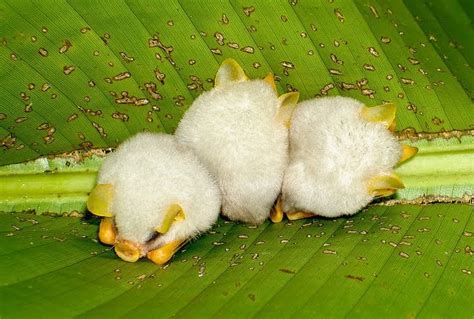 Close Up Of The Cutest Honduras White Bat In The World News