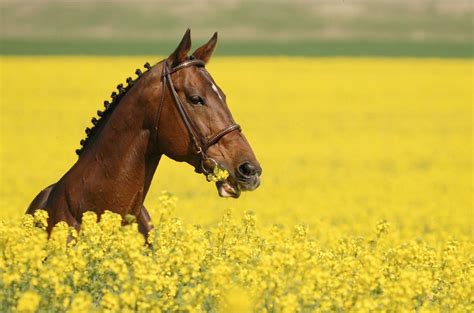 What A Neat Shot Of A Horse In A Flower Field Horses Beautiful