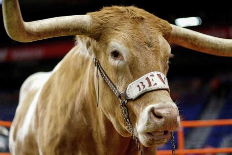 all you need to know about legendary longhorns true texas icons