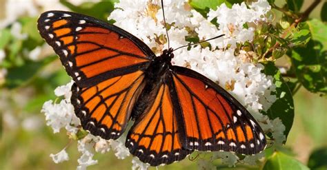 Viceroy Butterfly Vs Monarch Butterfly How To Tell The Look Alikes