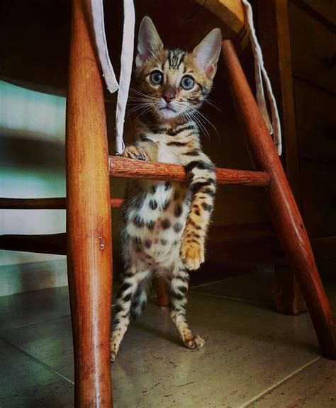 14 Things You Didnt Know About Bengal Cats Page 3 Of 3 Petpress