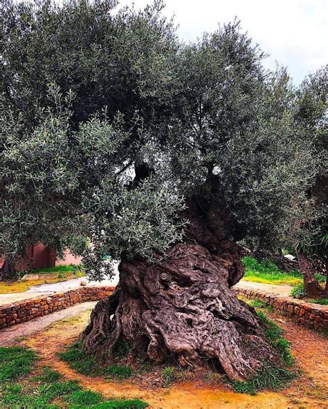 This Olive Tree In Crete Is 3500 Years Old Rworldpolitics