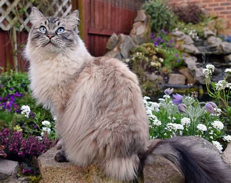 Ragdoll Cat Stock Photo Image Of Outside Pedigree Flowers 91073432