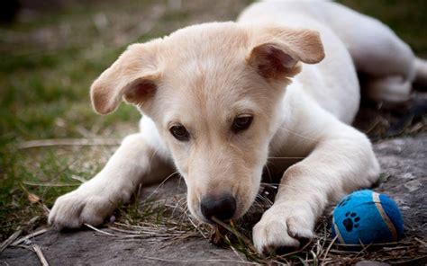 Pitbull Husky Mix Lifespan