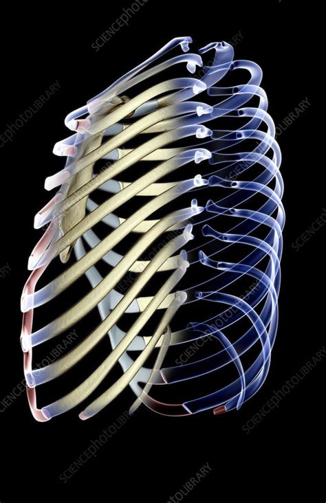 The Ribs Stock Image F0018381 Science Photo Library